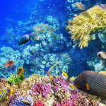 World Oceans Day