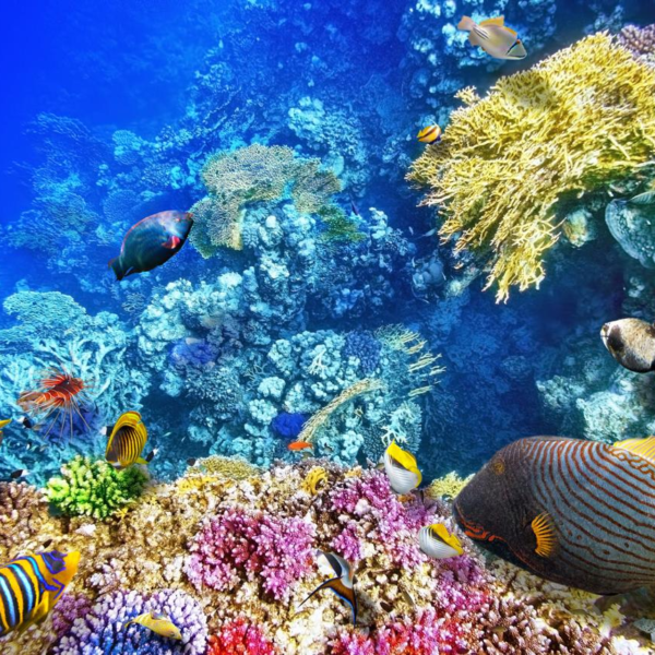 World Oceans Day
