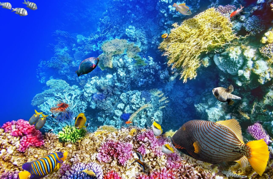 World Oceans Day